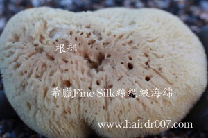 20141028希臘Fine Silk絲綢級海綿根部特寫