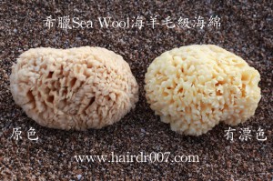 20141028希臘Sea Wool海羊毛級海綿正面1