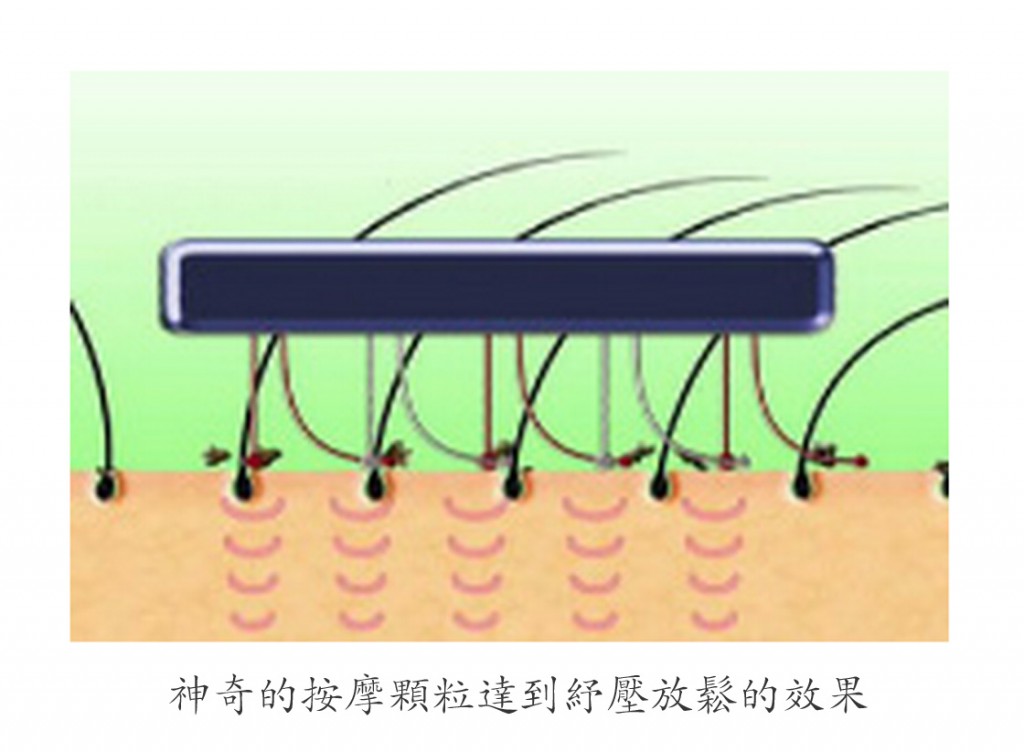 毛囊按摩傳導照1